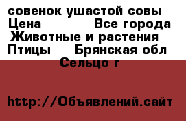 совенок ушастой совы › Цена ­ 5 000 - Все города Животные и растения » Птицы   . Брянская обл.,Сельцо г.